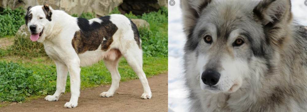 Wolfdog vs Central Asian Shepherd - Breed Comparison