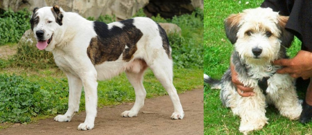 Yo-Chon vs Central Asian Shepherd - Breed Comparison