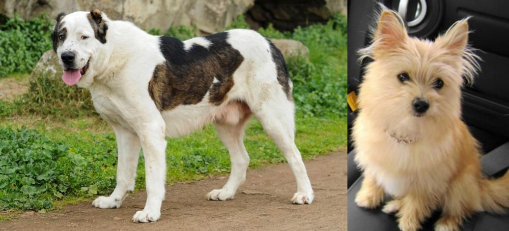 Yoranian vs Central Asian Shepherd - Breed Comparison