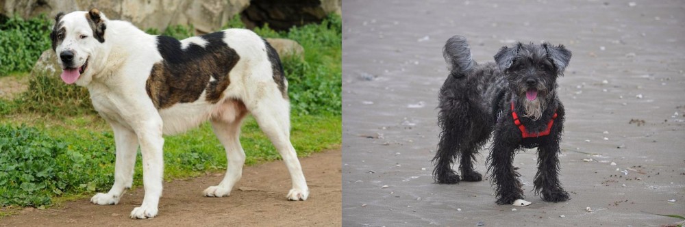 YorkiePoo vs Central Asian Shepherd - Breed Comparison