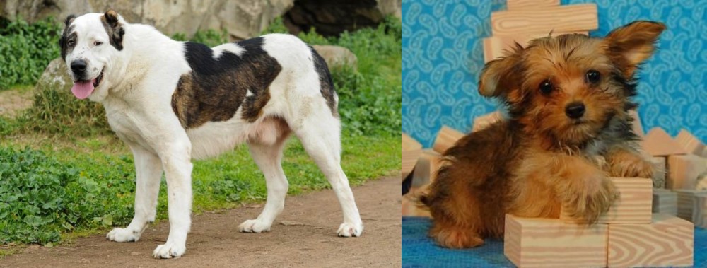 Yorkillon vs Central Asian Shepherd - Breed Comparison