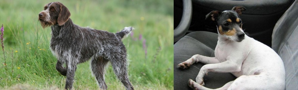 Chilean Fox Terrier vs Cesky Fousek - Breed Comparison