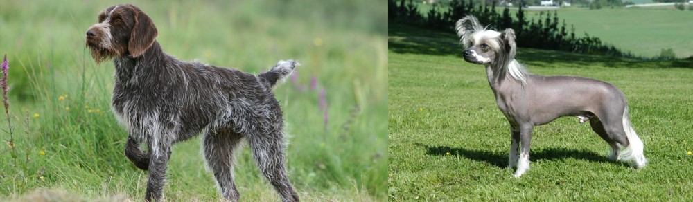 Chinese Crested Dog vs Cesky Fousek - Breed Comparison