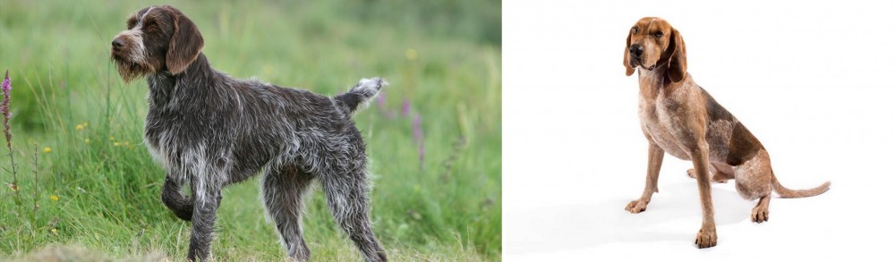 Coonhound vs Cesky Fousek - Breed Comparison