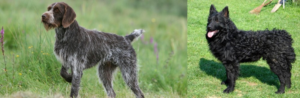 Croatian Sheepdog vs Cesky Fousek - Breed Comparison