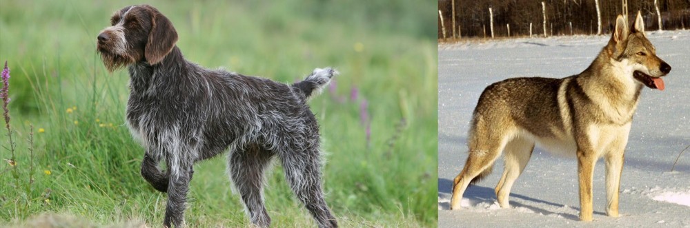 Czechoslovakian Wolfdog vs Cesky Fousek - Breed Comparison