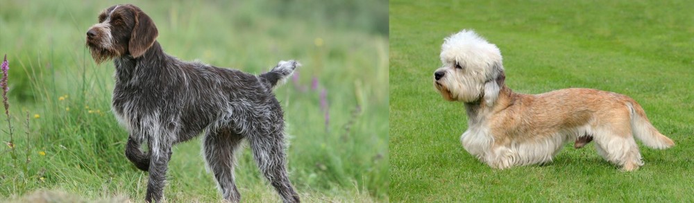Dandie Dinmont Terrier vs Cesky Fousek - Breed Comparison