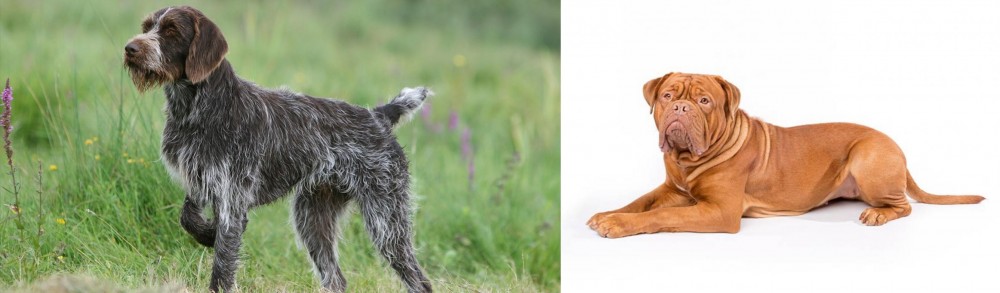 Dogue De Bordeaux vs Cesky Fousek - Breed Comparison
