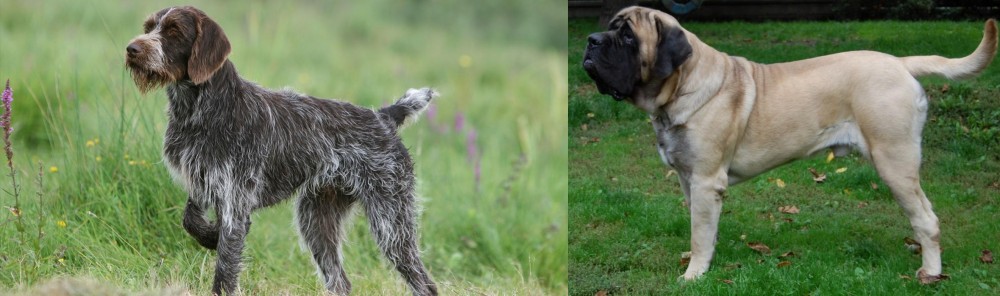 English Mastiff vs Cesky Fousek - Breed Comparison