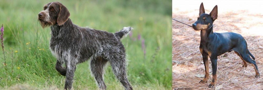 English Toy Terrier (Black & Tan) vs Cesky Fousek - Breed Comparison