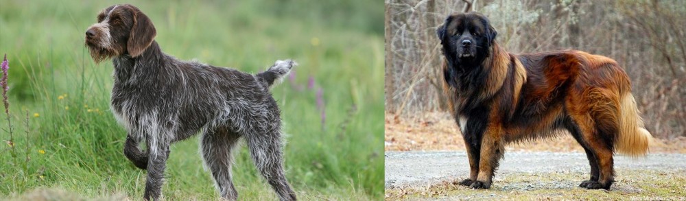 Estrela Mountain Dog vs Cesky Fousek - Breed Comparison