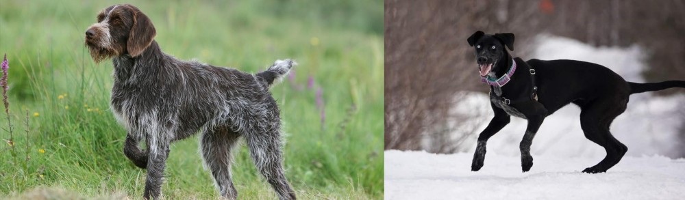 Eurohound vs Cesky Fousek - Breed Comparison