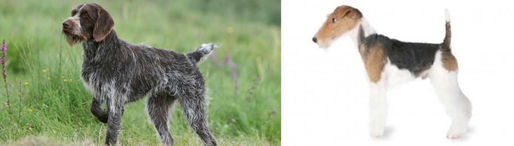 Fox Terrier vs Cesky Fousek - Breed Comparison