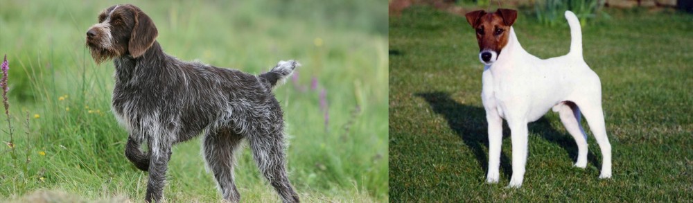Fox Terrier (Smooth) vs Cesky Fousek - Breed Comparison