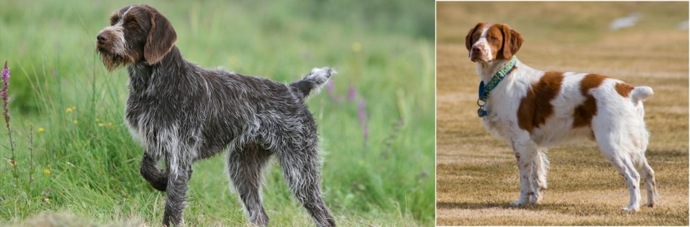 French Brittany vs Cesky Fousek - Breed Comparison