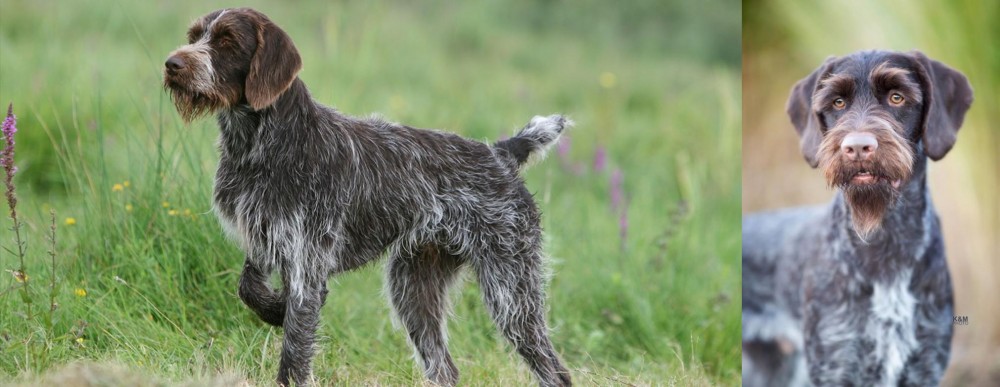 German Wirehaired Pointer vs Cesky Fousek - Breed Comparison