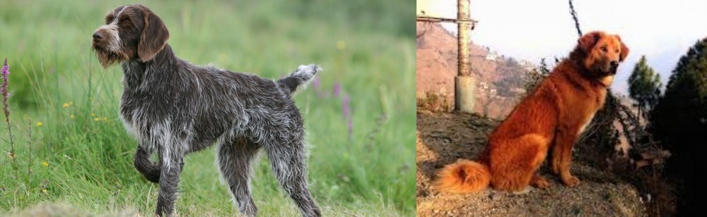 Himalayan Sheepdog vs Cesky Fousek - Breed Comparison