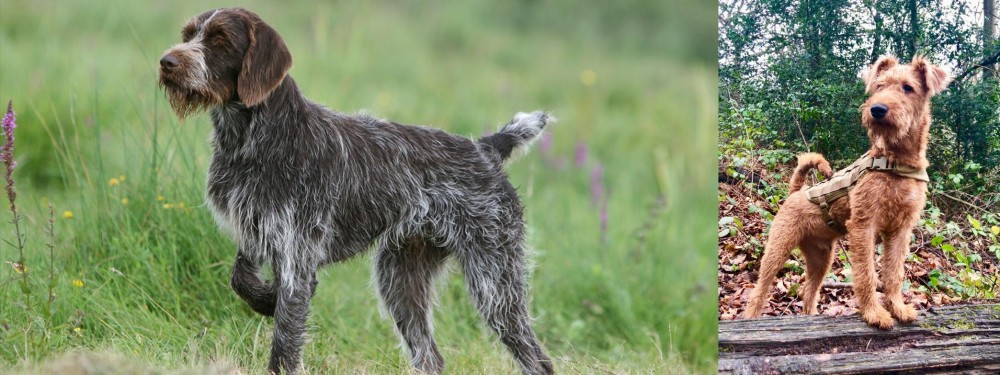 Irish Terrier vs Cesky Fousek - Breed Comparison