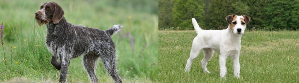 Jack Russell Terrier vs Cesky Fousek - Breed Comparison