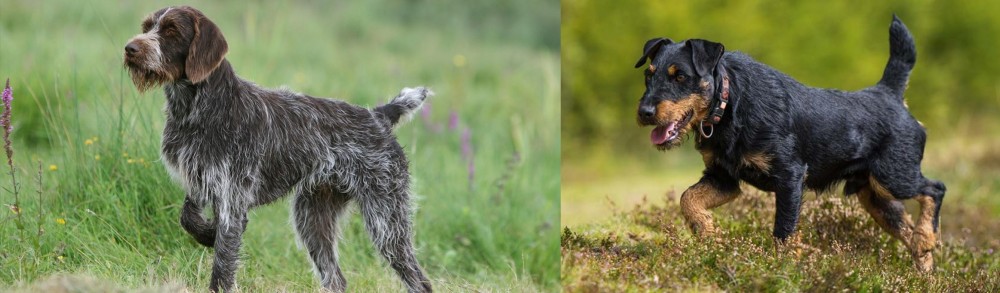 Jagdterrier vs Cesky Fousek - Breed Comparison