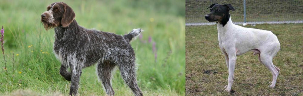 Japanese Terrier vs Cesky Fousek - Breed Comparison