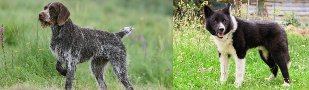 Karelian Bear Dog vs Cesky Fousek - Breed Comparison