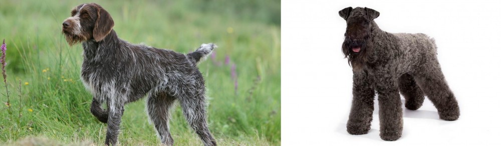 Kerry Blue Terrier vs Cesky Fousek - Breed Comparison