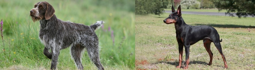 Manchester Terrier vs Cesky Fousek - Breed Comparison