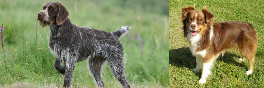 Miniature Australian Shepherd vs Cesky Fousek - Breed Comparison