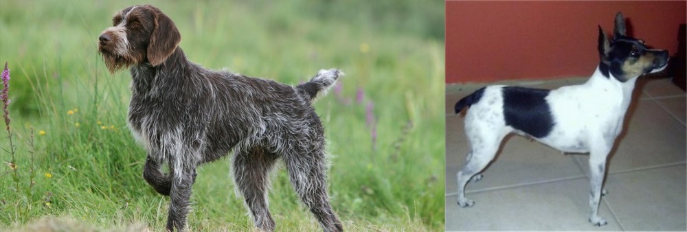 Miniature Fox Terrier vs Cesky Fousek - Breed Comparison