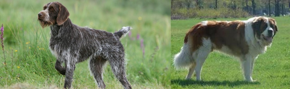 Moscow Watchdog vs Cesky Fousek - Breed Comparison