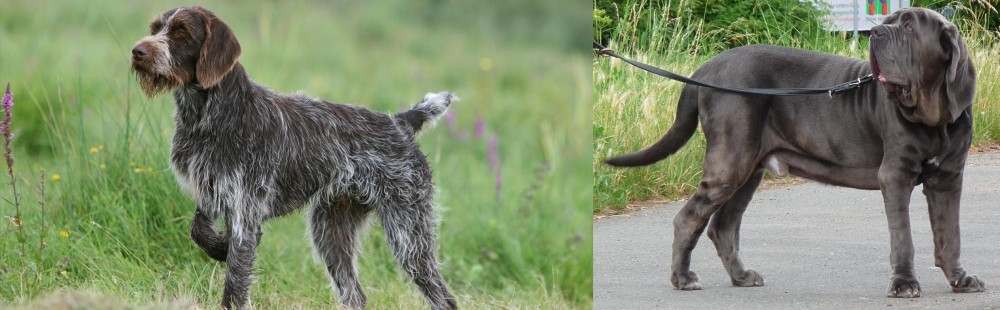 Neapolitan Mastiff vs Cesky Fousek - Breed Comparison