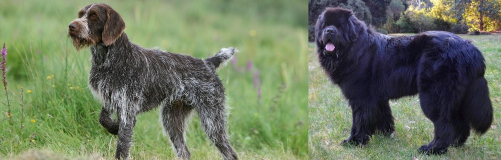 Newfoundland Dog vs Cesky Fousek - Breed Comparison