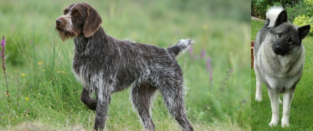 Norwegian Elkhound vs Cesky Fousek - Breed Comparison