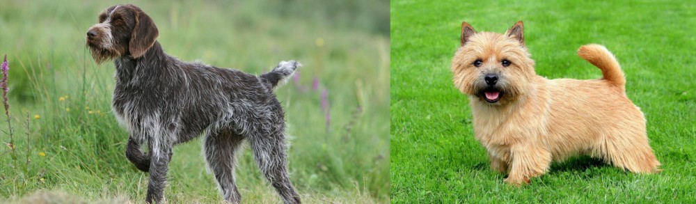 Norwich Terrier vs Cesky Fousek - Breed Comparison