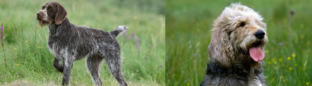Otterhound vs Cesky Fousek - Breed Comparison