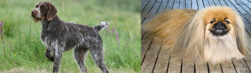 Pekingese vs Cesky Fousek - Breed Comparison