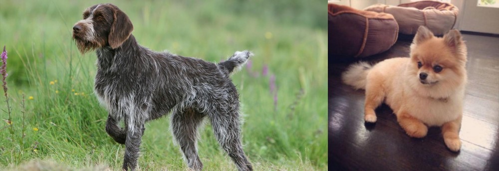 Pomeranian vs Cesky Fousek - Breed Comparison