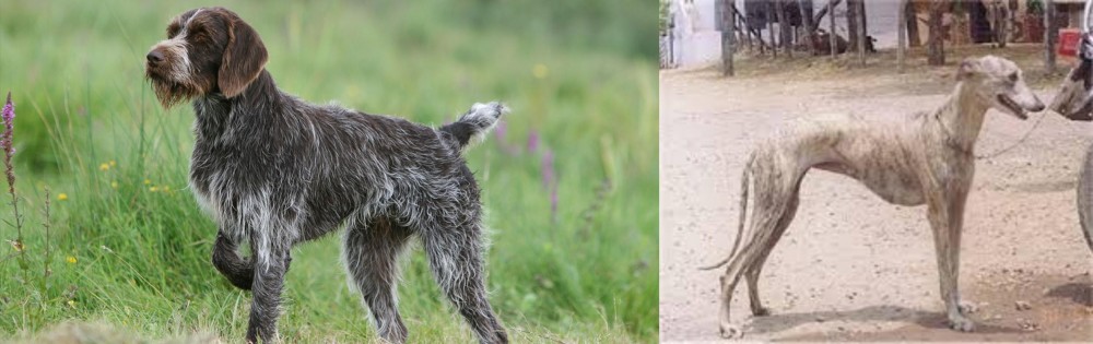 Rampur Greyhound vs Cesky Fousek - Breed Comparison