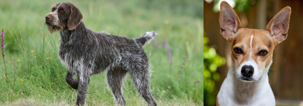 Rat Terrier vs Cesky Fousek - Breed Comparison