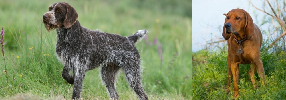 Redbone Coonhound vs Cesky Fousek - Breed Comparison