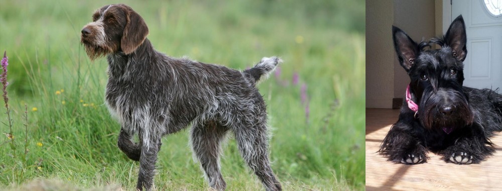 Scottish Terrier vs Cesky Fousek - Breed Comparison