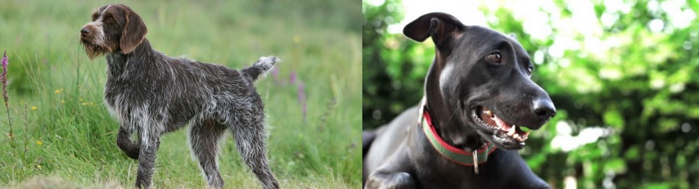 Shepard Labrador vs Cesky Fousek - Breed Comparison