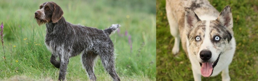 Shepherd Husky vs Cesky Fousek - Breed Comparison