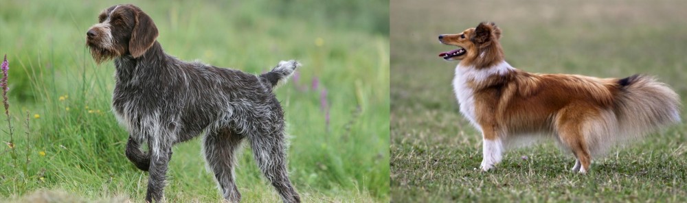 Shetland Sheepdog vs Cesky Fousek - Breed Comparison