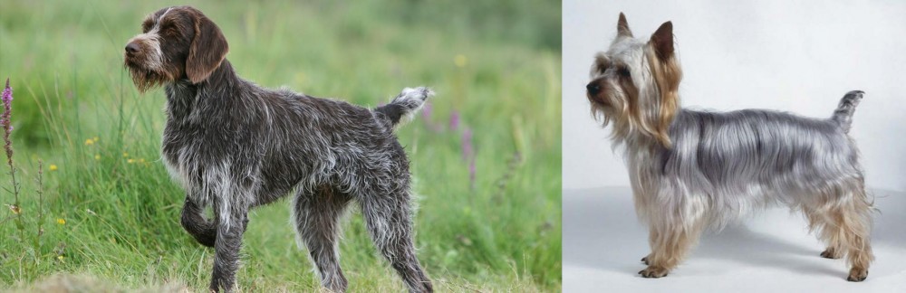 Silky Terrier vs Cesky Fousek - Breed Comparison