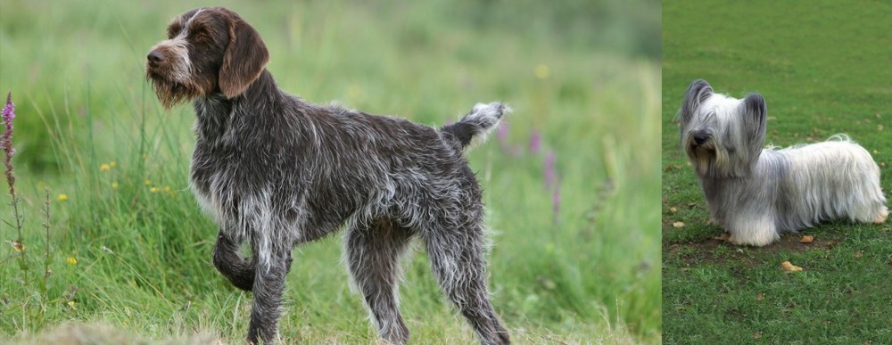 Skye Terrier vs Cesky Fousek - Breed Comparison