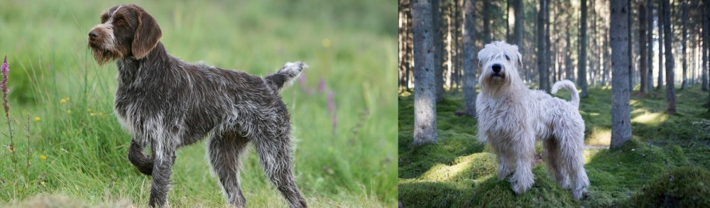 Soft-Coated Wheaten Terrier vs Cesky Fousek - Breed Comparison