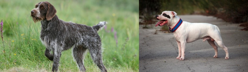 Staffordshire Bull Terrier vs Cesky Fousek - Breed Comparison