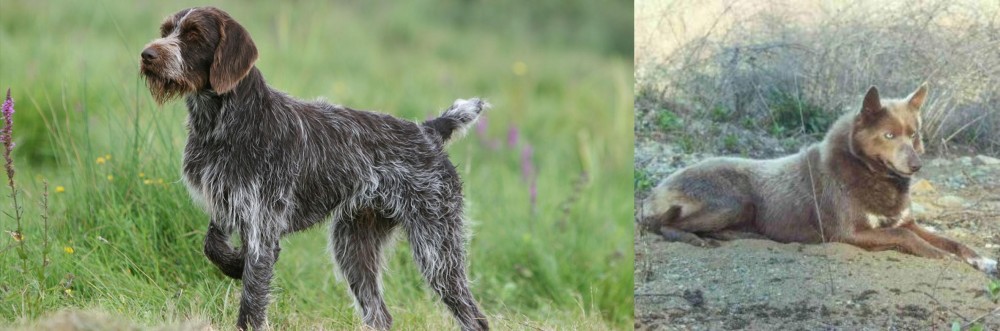 Tahltan Bear Dog vs Cesky Fousek - Breed Comparison